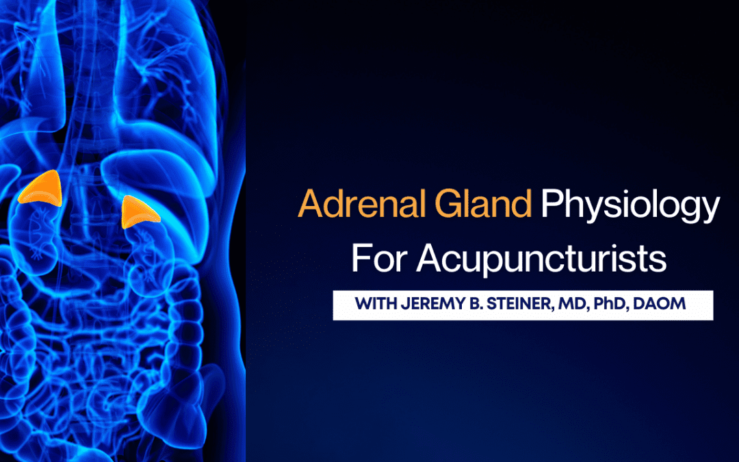 Adrenal Gland Physiology For Acupuncturists